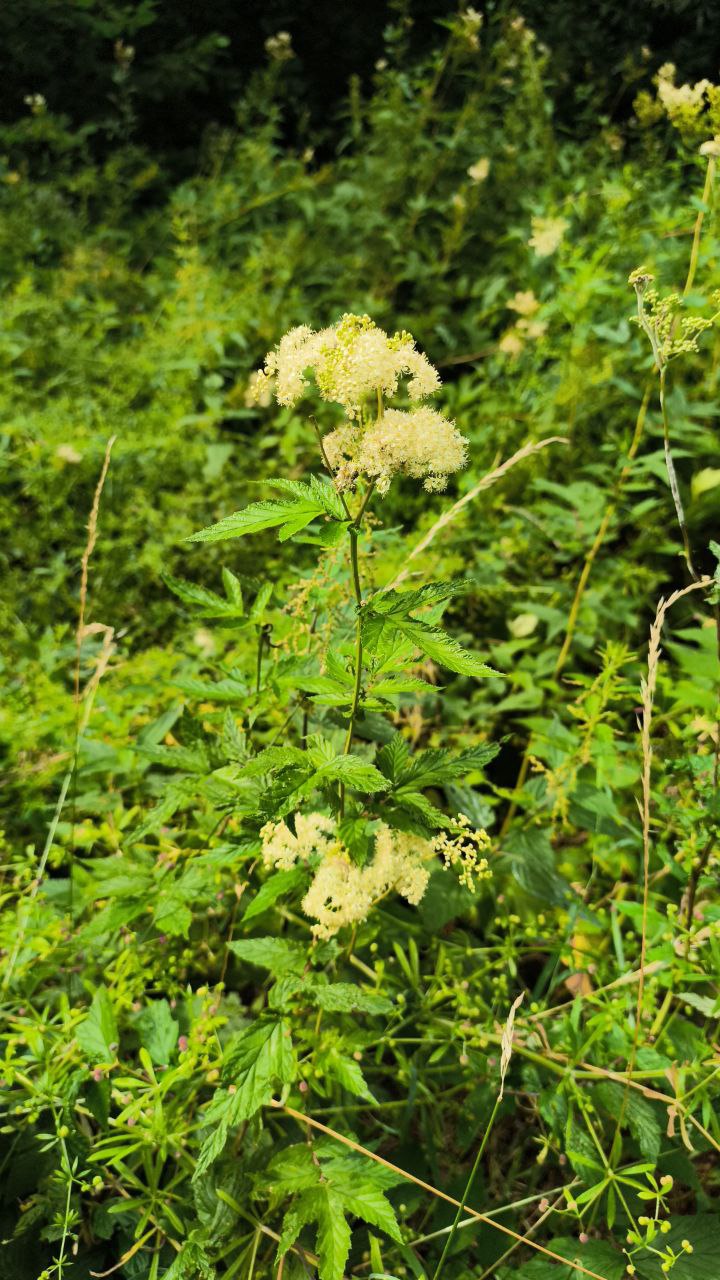 Weiße Blüten des Mädesüß in einer feuchten Wiese mit grünen Blättern im Hintergrund