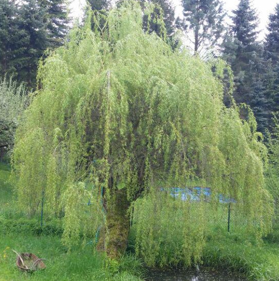 Rinde und Blätter der Weide an einem feuchten Standort